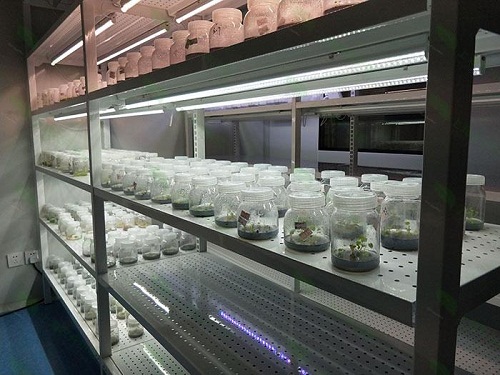 台江植物组织培养实验室设计建设方案